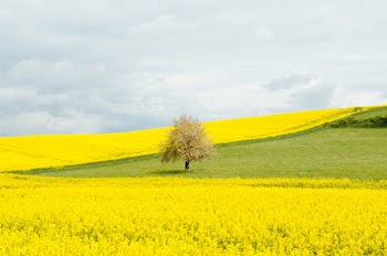 Yellow field