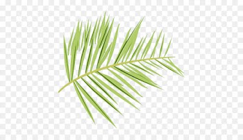yellow fir leaf tree white pine plant