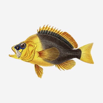 Yellow fish clipart, vintage sea | Free Photo - rawpixel