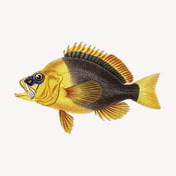 Yellow fish clipart, vintage sea | Free Vector - rawpixel