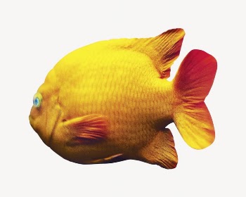 Yellow fish image | Free Photo - rawpixel