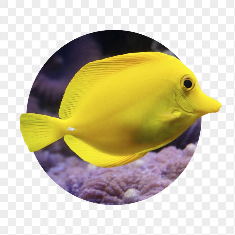 Yellow fish png sticker, marine | Free PNG - rawpixel