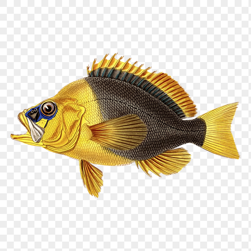 Yellow fish png sticker, vintage | Free PNG - rawpixel