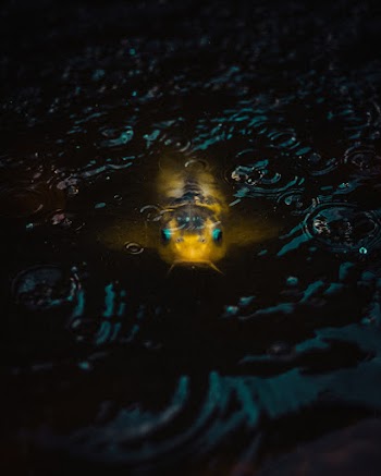 Yellow Fish Underwater