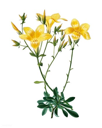 Yellow flax (Linum glandulosum) illustrated b.. | Free stock vector - 467421