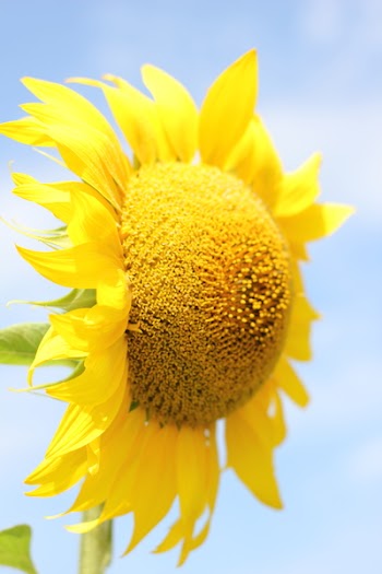 Yellow Flower