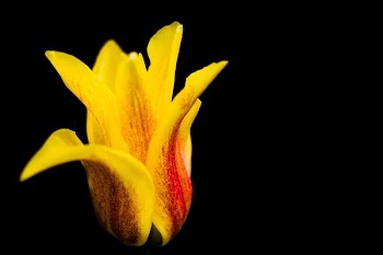 yellow flower