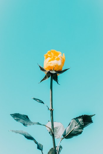 Yellow Flower Across Blue Sky