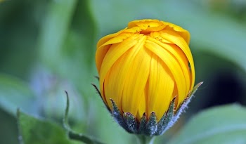Yellow Flower Bud during Day Time