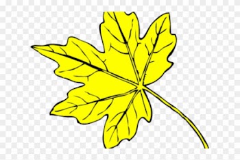 Yellow Flower Clipart Leave Clipart - Line Drawing Maple Leaf