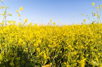 Yellow flower feild