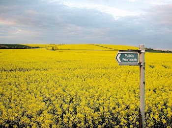 Yellow Flower Field