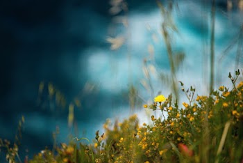 Yellow Flower Field