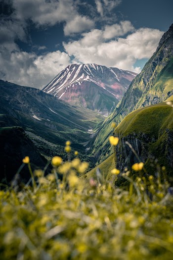 Yellow Flower Field Across Brown Mountain