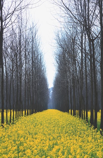Yellow Flower Field Between Trees during Daytiime