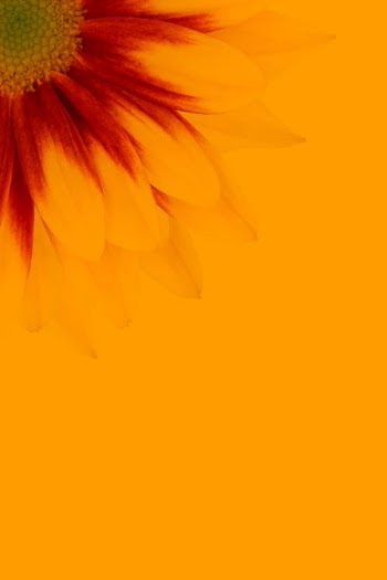 Yellow Flower in Close Up Photography · Free Stock Photo