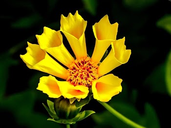 Yellow Flower in Macro Lens Photography