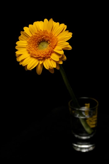 Yellow Flower in Vase