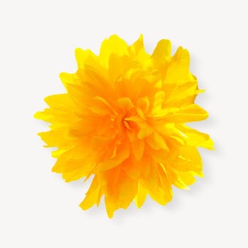Yellow flower isolated image on white | Free Photo - rawpixel