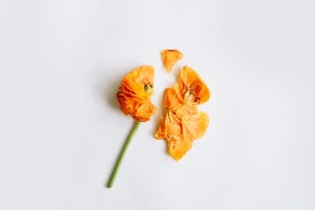 Yellow Flower on White Surface · Free Stock Photo