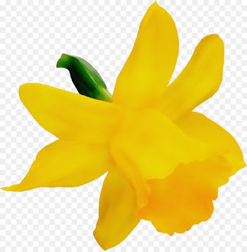yellow flower petal plant flowering plant