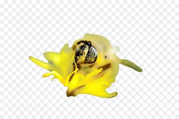 yellow flower plant bee membrane-winged insect