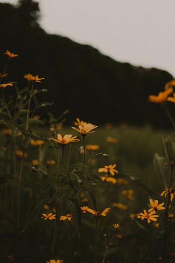 yellow flower plant blooming during day time