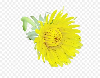 yellow flower plant dandelion flowering plant