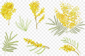 yellow flower plant flowering plant pedicel