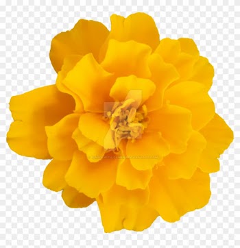 Yellow Flower Png By Bunny With Camera - Png Yellow Flower