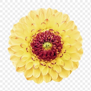 Yellow flower png, dahlia clipart, | Free PNG - rawpixel