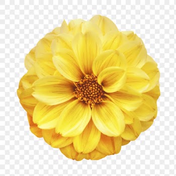 Yellow flower png, dahlia collage | Free PNG - rawpixel