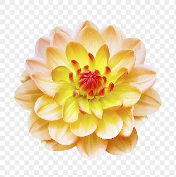 Yellow flower png, dahlia Margaret | Free PNG - rawpixel