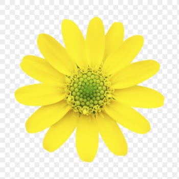 Yellow flower png, daisy clipart, | Free PNG - rawpixel