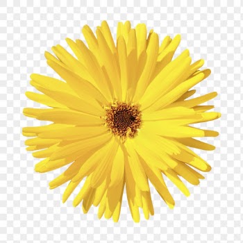 Yellow flower png, gerbera daisy | Free PNG - rawpixel