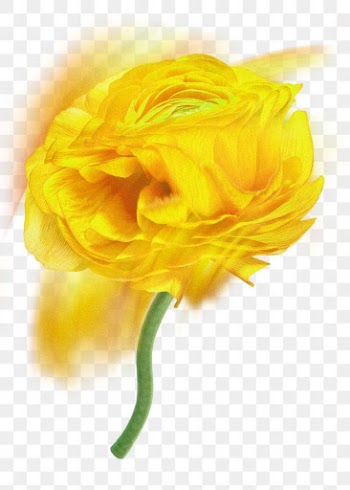 Yellow flower PNG sticker, colorful buttercup… | Free stock illustration | High Resolution graphic