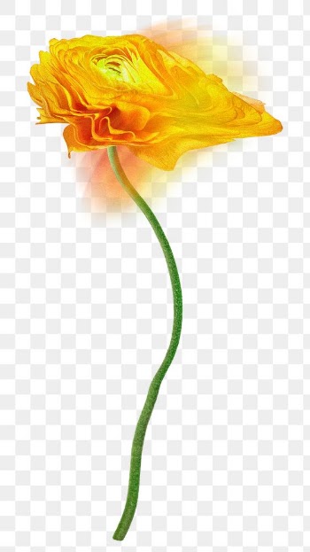 Yellow flower PNG sticker, colorful buttercup… | Free stock illustration | High Resolution graphic