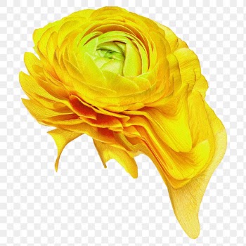 Yellow flower PNG sticker, colorful buttercup… | Free stock illustration | High Resolution graphic