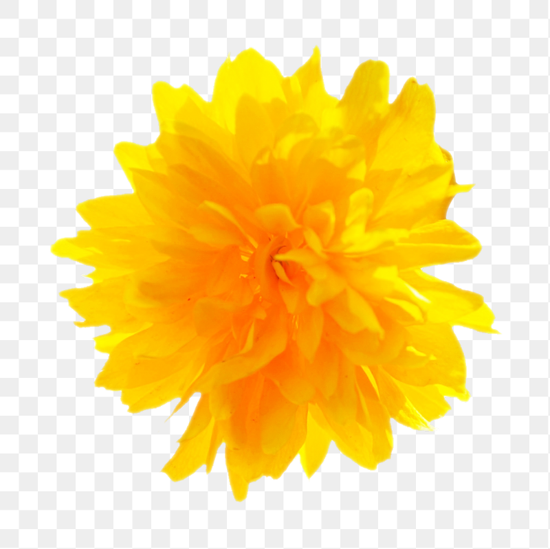 Yellow flower png sticker, transparent | Free PNG - rawpixel