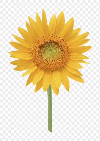 Yellow flower png, sunflower sticker, | Free PNG - rawpixel
