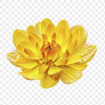 Yellow flower png, waterlily dahlia | Free PNG - rawpixel
