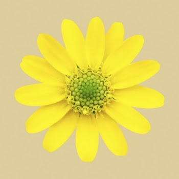 Yellow flower, sanvitalia clipart psd | Free PSD - rawpixel