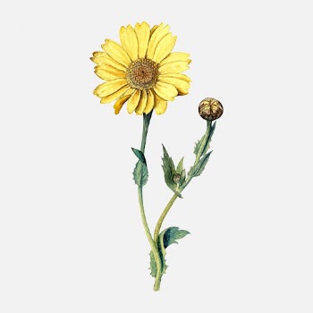 Yellow flower sticker, aesthetic vintage | Free Vector - rawpixel