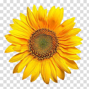 Yellow flower transparent background PNG clipart