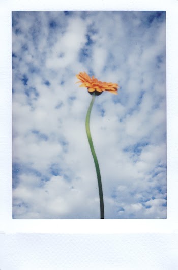 Yellow Flower Under Blue Sky