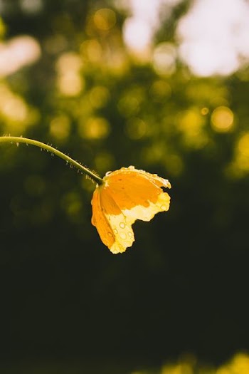 yellow flower with water droplets