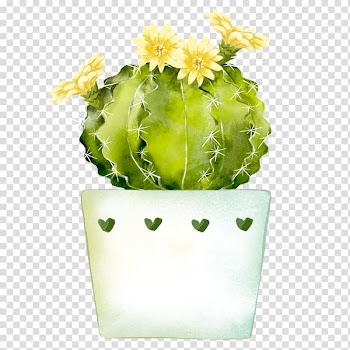 Yellow flowered green cactus , Watercolor painting Cactaceae, Cactus potted plants transparent background PNG clipart