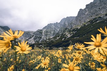 Yellow Flowers