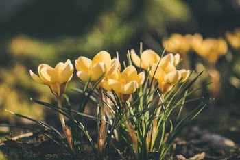 Yellow Flowers