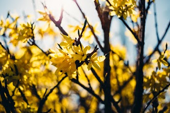 Yellow flowers